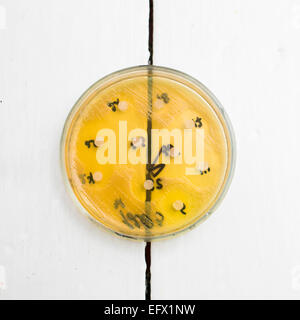 Petrischale mit Bakterien wachsen in ihm Stockfoto