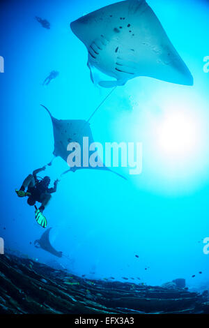 Manta Alfredi, Reefmanta, Manta Point oder Cleaning Station, Mudakan, Maa Kandu, Maradhoo, Addu Atoll, Malediven, Indischer Ozean Stockfoto