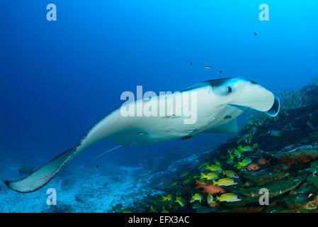 Manta Alfredi, Reefmanta am Mantapoint und Cleaning Station, Mudakan, Maa Kandu, Maradhoo, Addu Atoll, Malediven, Indischer Ozean Stockfoto