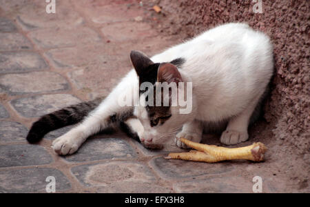 Eine strasse Katze mit Huhn Fuß in der Medina, Marrakesch Stockfoto