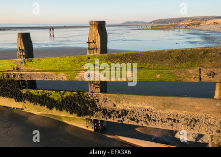 Hölzerne Buhne Neben versteinerten, prähistorische, Eiche, Wald, Baum, Bäume, Ynyslas Strand, in der Nähe von Borth, Ceredigion, Mid Wales, Wales Stockfoto