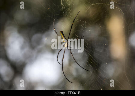 Jorhat, Assam, Indien. 11. Februar 2015. Eine weibliche Holz Riesenspinne im Gibbon Wildlife Sanctuary in Jorhat Bezirk der nordöstlichen Bundesstaat Assam auf 11. Februar 2015 gesehen. Eine weibliche Holz Riesenspinne wissenschaftlich bekannt als Nephila Pilipes ist eine Art von golden Orb-Web-Spider. Es wird allgemein in primären und sekundären Wäldern und Gärten gefunden. Weibchen sind groß und wachsen zu einer Körpergröße von 30 bis 50 mm (Gesamtgröße bis zu 20 cm), mit Männchen wächst um 5 bis 6 mm. Es ist eines der größten Spinnen der Welt. © Luit Chaliha/ZUMA Wire/ZUMAPRESS.com/Alamy Live-Nachrichten Stockfoto