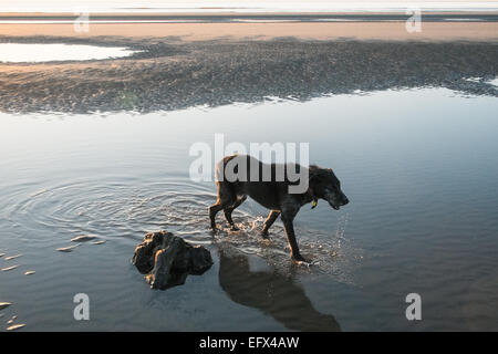 Lurcher Hund Spaziergänge in Wasser + versteinerten, prähistorische, Eiche, Wald, Baum, Bäume, Ynyslas Strand, in der Nähe von Borth, Ceredigion, Mid Wales, Wales Stockfoto