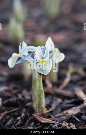 Iris Reticulata Histrioides Katharine Hodgkin. Zwergiris Stockfoto