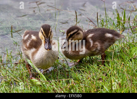 Juvenile Mallard Enten (Anas Platyrhynchos), Idrosee, Norditalien Stockfoto