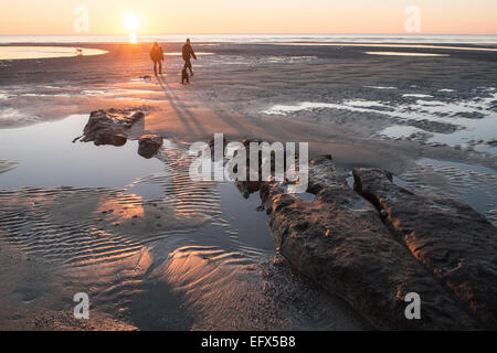 Wanderer bei Sonnenuntergang am versteinerten, prähistorische, Eiche, Wald, Baum, Bäume, Ynyslas Strand, in der Nähe von Borth, Ceredigion, Mid Wales, Wales Stockfoto