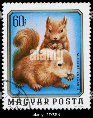 Ungarn - ca. 1976: Eine Briefmarke gedruckt in Ungarn zeigt zwei junge Eichhörnchen Sciurus Vulgaris, aus der Serie Jungtiere, cir Stockfoto