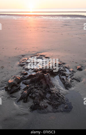 Sonnenuntergang am versteinerten, prähistorische, Eiche, Wald, Baum, Bäume, Ynyslas Strand, in der Nähe von Borth, Ceredigion, Mid Wales, Wales Stockfoto