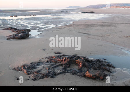 Versteinerte, prähistorische, Eiche, unter Wasser, Wald, Baum, Bäume, Strand, in der Nähe der Ynyslas Borth, Ceredigion, Wales Wales Stockfoto