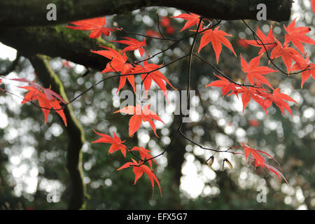 Letzten Sie paar verbleibende rote Ahornblätter auf Ast im Herbst Stockfoto