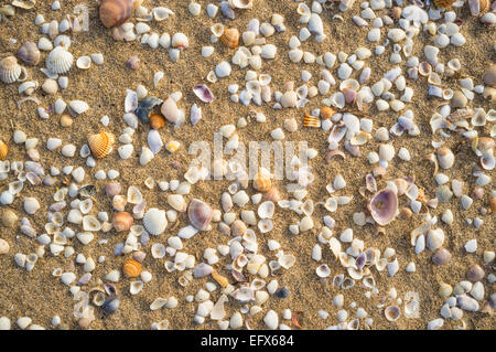 Viele verschiedene Arten von Muscheln am Strandsand verstreut Stockfoto