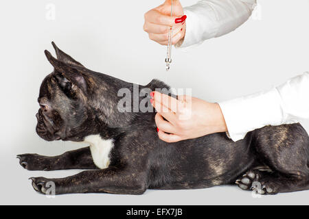 Arzt macht einen Schuss Hund französische Bulldog zu züchten Stockfoto