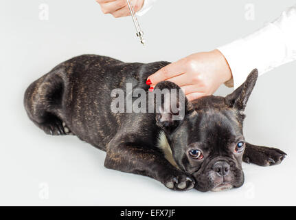 Arzt macht einen Schuss Hund französische Bulldog zu züchten Stockfoto