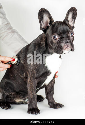 Hund Hunderasse französische Bulldogge bei einem Empfang beim Tierarzt Stockfoto