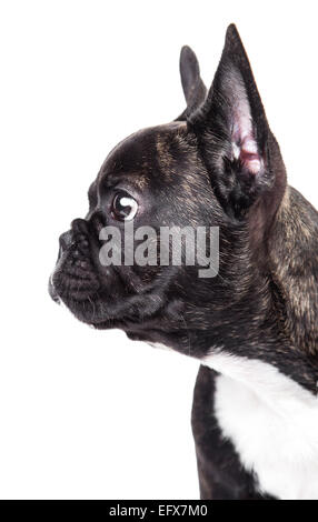 Porträt von französische Bulldogge isoliert auf weißem Hintergrund Stockfoto