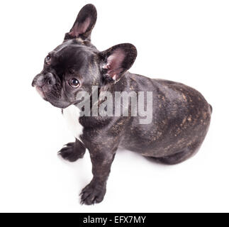 französische Bulldogge isoliert auf weißem Hintergrund Stockfoto