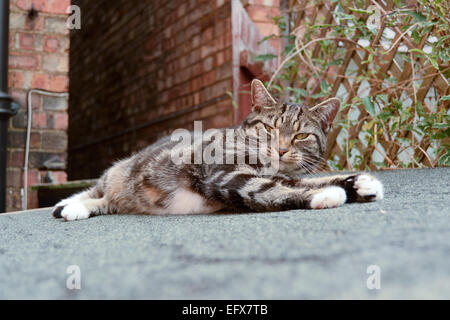 Tabby Katze Handauflegen geneigte Pultdach Stockfoto