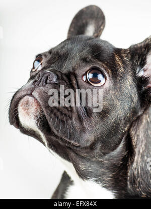 Porträt von eine junge französische Bulldogge nachschlagen Stockfoto
