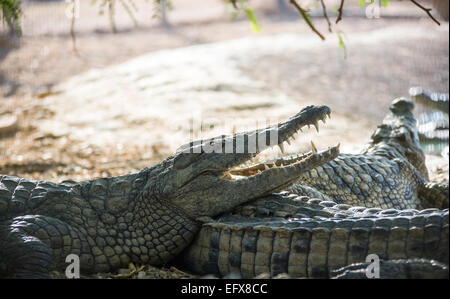 große amerikanische Krokodil liegend am Ufer Stockfoto