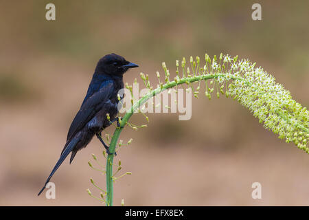 Gabel Tailed Drongo (Dicrurus Adsimilis) auf Drimia Maritima Pflanze Stockfoto