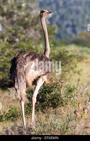 Der Strauß Stockfoto
