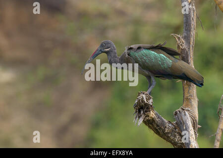 East African Wildlife: ein Hadada Hadeda Ibis Bostrychia Hagedash thront auf Zweig Ast Baum. Stockfoto