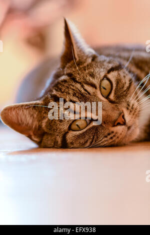 Tabby Katze verlegen auf Holzboden im Haus Stockfoto