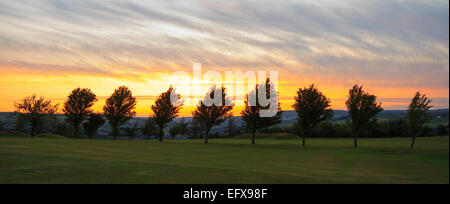 Zeile der Baum auf einem Golfplatz goldenen Sonnenuntergang Stockfoto