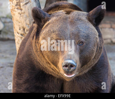 Porträt von einem niedlichen Braunbären, Sommertag Stockfoto