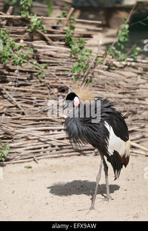 schwarzer gekrönter Kran in der Natur Sommertag Stockfoto