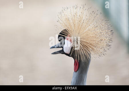 Porträt von schwarzen gekrönter Kran in der Natur Stockfoto