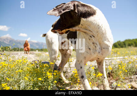 Hund auf der Suche über die Schulter, Jackson Hole, Wyoming, USA Stockfoto