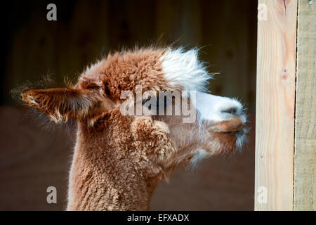 Alpaka-Porträt Stockfoto