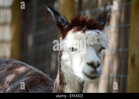 Alpaka-Porträt Stockfoto