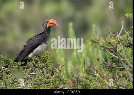 Gekrönt Nashornvogel (Tockus alboterminatus) Stockfoto