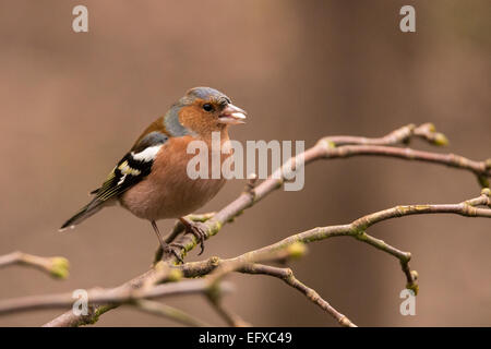 Männlichen Buchfinken erschossen im Winter in Rufford Abbey, UK. Stockfoto