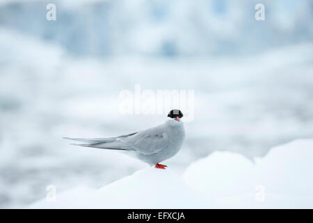 Antarktischen Seeschwalbe Sterna Vittata, gelegen auf Eisscholle, Danco Island, Antarktis im Januar. Stockfoto