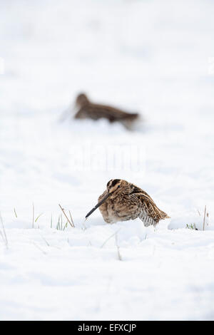 Gemeinsamen Schnepfen Gallinago Gallinago, Nahrungssuche im Schnee, Snettisham, Norfolk, Großbritannien im Dezember. Stockfoto