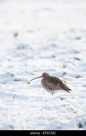 Eurasische Brachvogel Numenius Arquata, Nahrungssuche im Schnee, Snettisham, Norfolk, Großbritannien im Dezember. Stockfoto