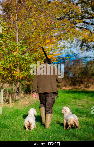 Mann mit Schrotflinte, Spiel in Wäldern mit clumber spaniel Gewehr Hunde, Oxfordshire, England Stockfoto