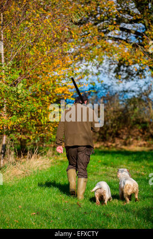 Mann mit Schrotflinte, Spiel in Wäldern mit clumber spaniel Gewehr Hunde, Oxfordshire, England Stockfoto