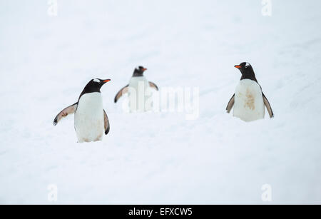 Gentoo Penguin Pygoscelis Papua, drei Erwachsene, ein Spaziergang durch Schnee, Cuverville Island, Antarktis im Januar. Stockfoto