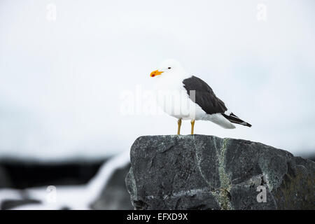 Kelp Gull Larus Dominicanus, Erwachsene, thront auf Felsen, Cuverville Island, Antarktis im Januar. Stockfoto