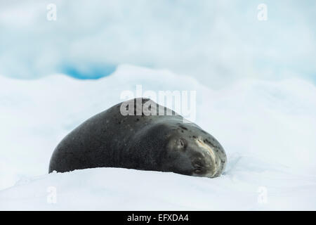 Leopard seal Hydrurga Leptonyx, holte auf Eisscholle, Cierva Bucht, Antarktis im Januar. Stockfoto