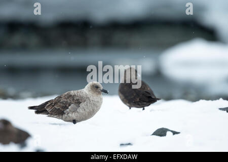 Süd polar Skua Stercorarius Maccormicki, paar ruht auf Eis, Cuverville Island, Antarktis im Januar. Stockfoto