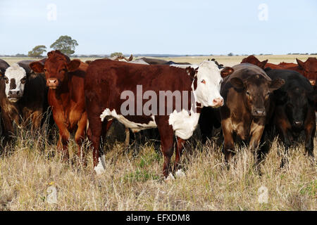 Australische Kühe Stockfoto