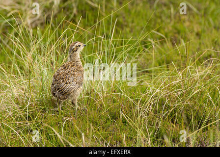 Moorschneehühner junge Küken auf Moorland im Frühsommer, Yorkshire, Großbritannien. Lagopus Lagopus scotica Stockfoto