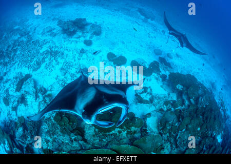 Manta Alfredi, Reefmanta am Mantapoint und Cleaning Station, Mudakan, Maa Kandu, Maradhoo, Addu Atoll, Malediven, Indischer Ozean Stockfoto