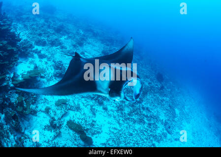 Manta Alfredi, Reefmanta am Mantapoint und Cleaning Station, Mudakan, Maa Kandu, Maradhoo, Addu Atoll, Malediven, Indischer Ozean Stockfoto