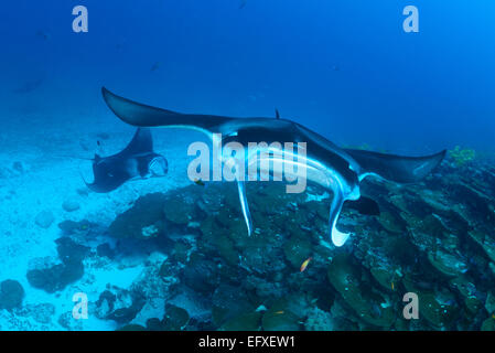 Manta Alfredi, Reefmanta am Mantapoint und Cleaning Station, Mudakan, Maa Kandu, Maradhoo, Addu Atoll, Malediven, Indischer Ozean Stockfoto